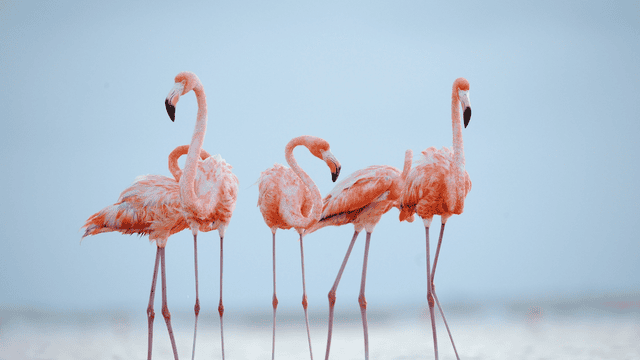 10 Most Beautiful Birds in the World