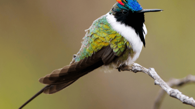 10 Most Beautiful Birds in the World
