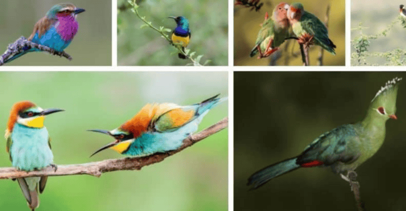 The World’s Top 10 Most Beautiful Birds You May Not Have Heard About!