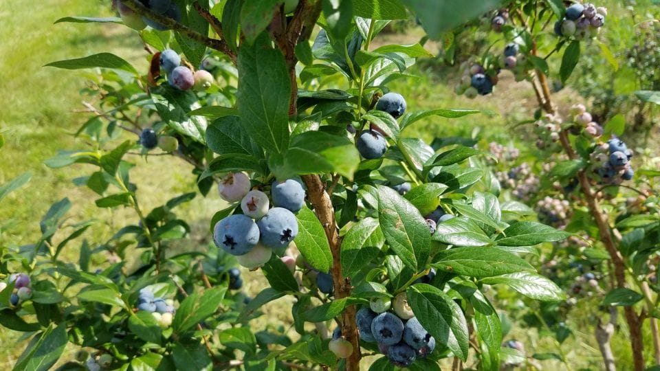 When Are Blueberries in Season