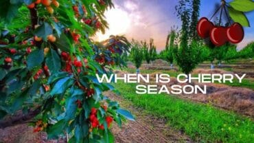 When is Cherry Season: How to Handle Cherries?