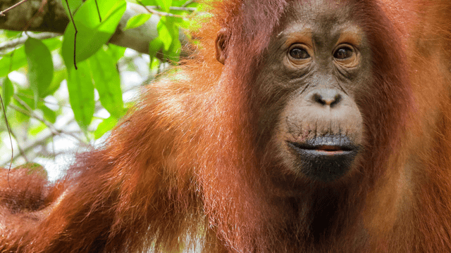 Top 10 Most Smartest Animals in the World! - The Shahab - Wisata Bukit  Lawang