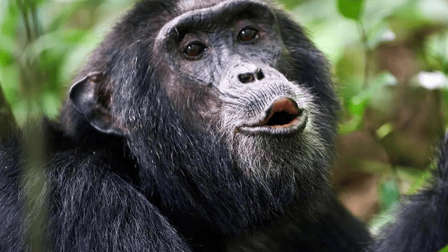 Top 10 Most Smartest Animals in the World! - The Shahab - Wisata Bukit  Lawang