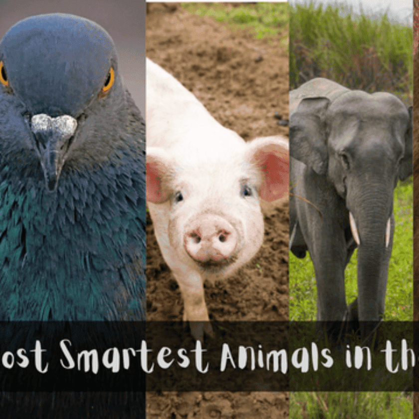Top 10 Most Smartest Animals in the World! - The Shahab