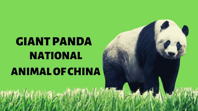 National Animal of top 7 countries