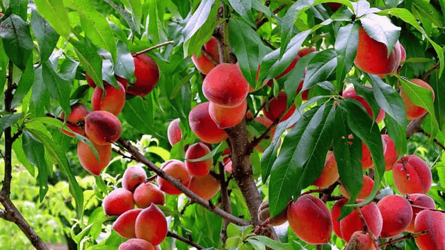 Top 10 Largest Fruit Producing Countries in the World