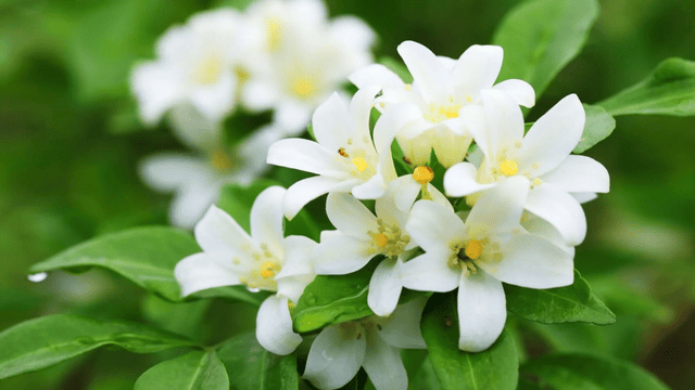 Top 10 National Flower in the World