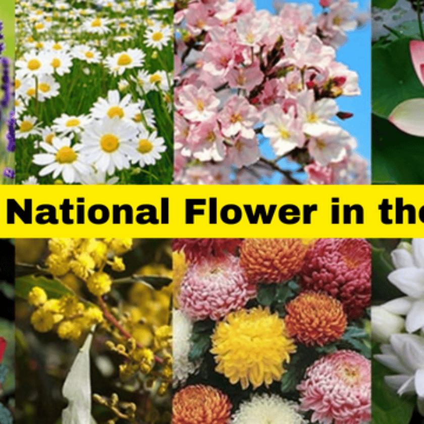 Know About the Top10 National Flower in the World Unleashing The