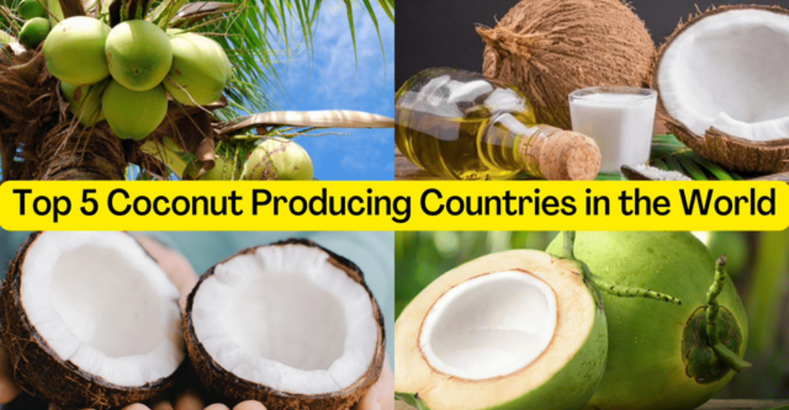 A Look Into the Top 5 Coconut Producing Countries in the World – The Shahab