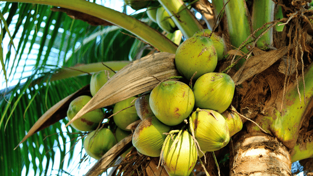 Top 5 Coconut Producing Countries in the World