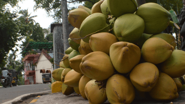 Top 5 Coconut Producing Countries in the World