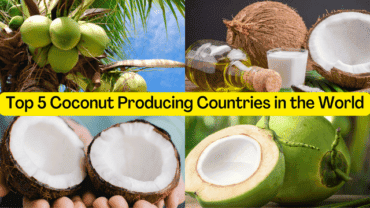 A Look Into the Top 5 Coconut Producing Countries in the World