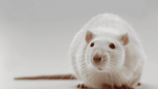 Top 10 Most Smartest Animals in the World!