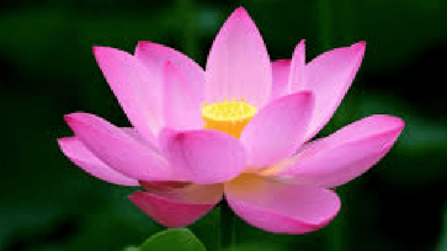 national flower of the countries