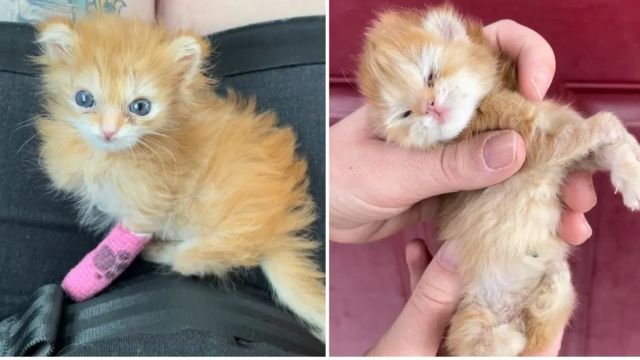 What Happened to Tater Tot?