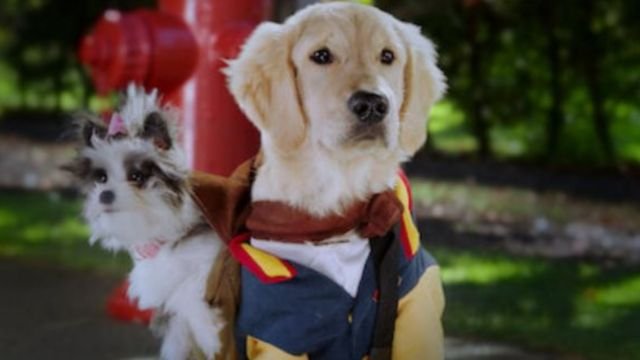 Pup Academy Season 3 Release Date