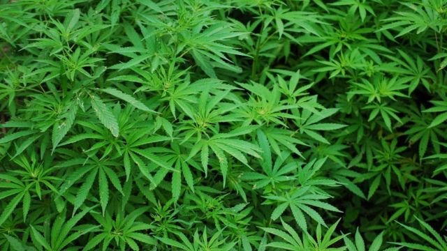 This City in Virginia is Smoking More Weed Than Anywhere Else in the State