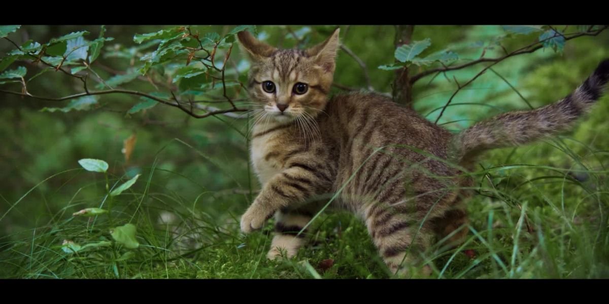 A Cat's Life Streaming Release Date 